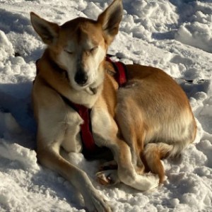 a dog lying on a pile of snow
