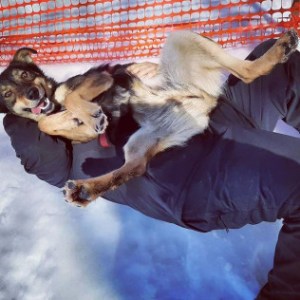 a dog lying on the snow