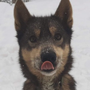a dog sitting in the snow