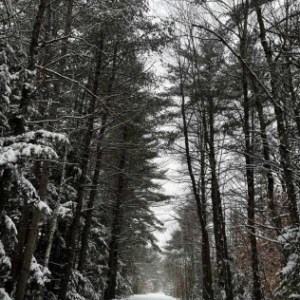 a man riding on top of a snow covered forest