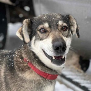 a dog looking at the camera