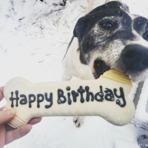 a dog sitting in the snow