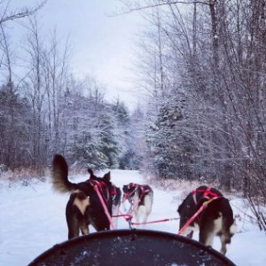 a dog that is covered in snow