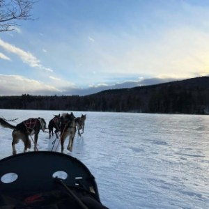 a herd of cattle standing on top of a snow covered mountain