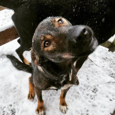 a dog standing in the snow