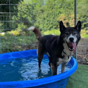 a dog holding a blue frisbee in it s mouth