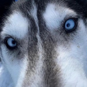 a close up of a dog looking at the camera