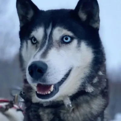 a dog looking at the camera