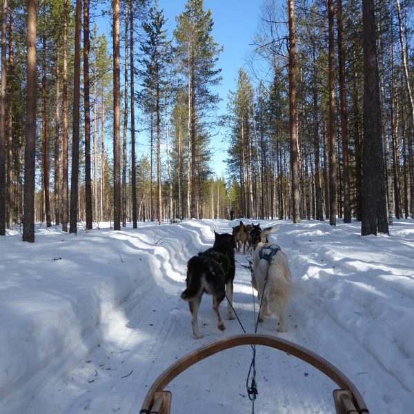 a man riding a horse on the side of a snow covered forest
