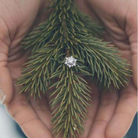 a hand holding a green plant