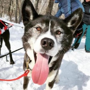 a dog that is standing in the snow