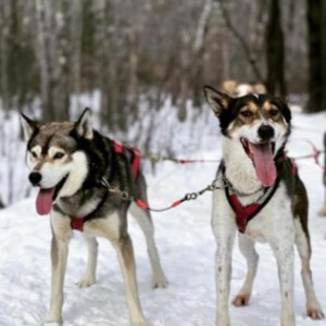 a dog that is standing in the snow