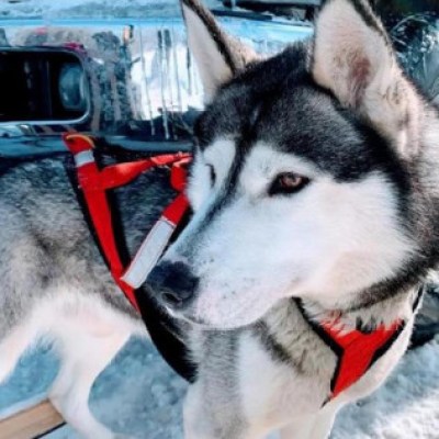 a dog looking at the camera