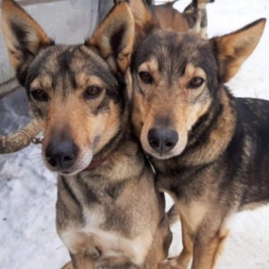 a group of brown and white dog