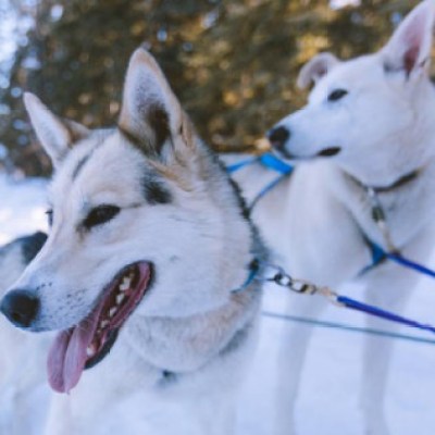 a dog playing with a frisbee in the snow
