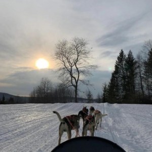 a dog that is covered in snow