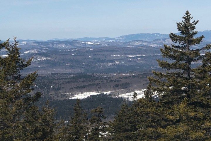 a tree with a mountain in the background