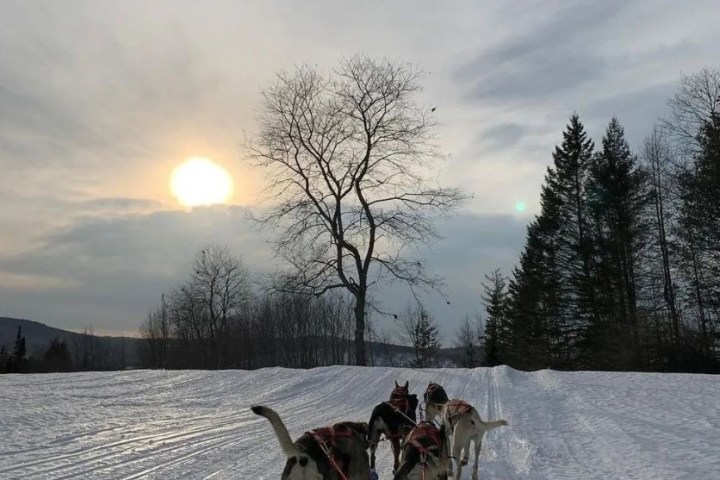 a dog that is covered in snow