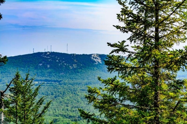 a large tree in a forest