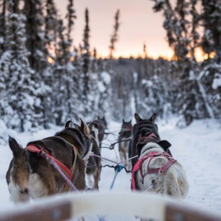 a dog that is covered in snow