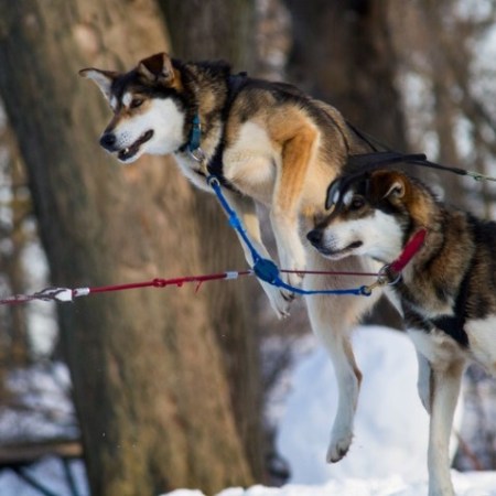 a dog standing on a branch