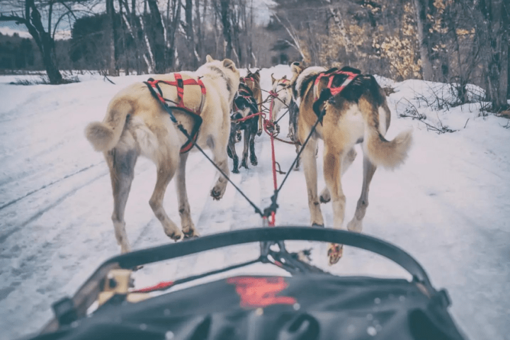 a dog that is standing in the snow