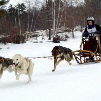 a dog walking in the snow