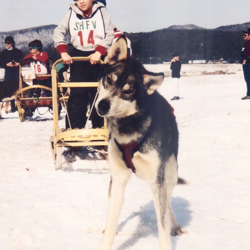 a dog sitting in the snow