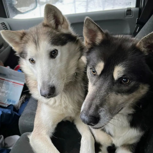 a dog looking at the camera