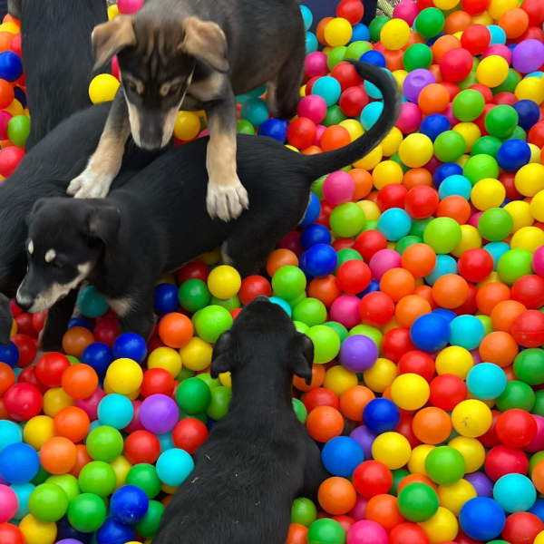 a group of colorful balloons