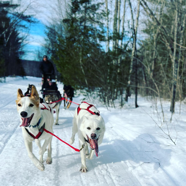 a dog walking in the snow