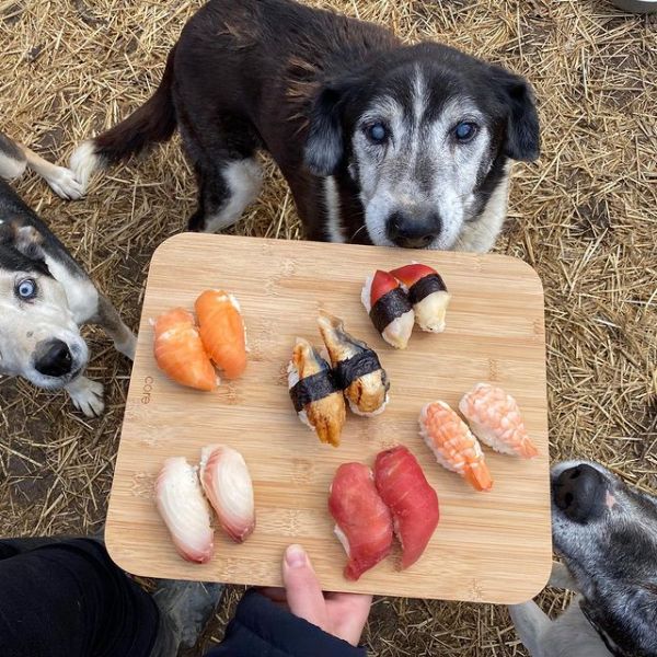 a dog that is eating some food
