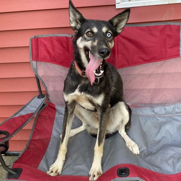 a dog sitting on a bed