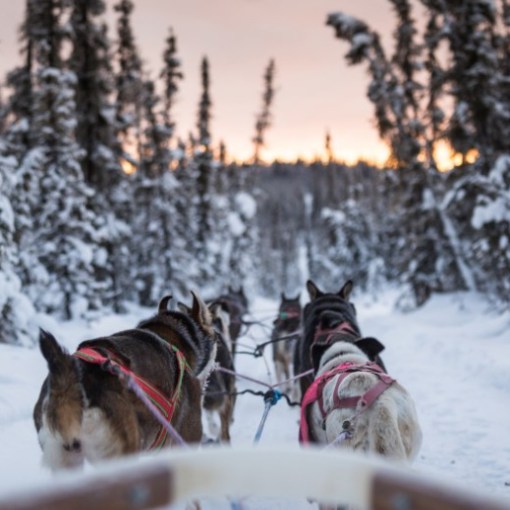 a dog that is covered in snow