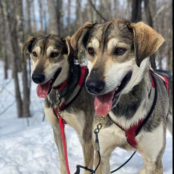 a dog sitting in the snow