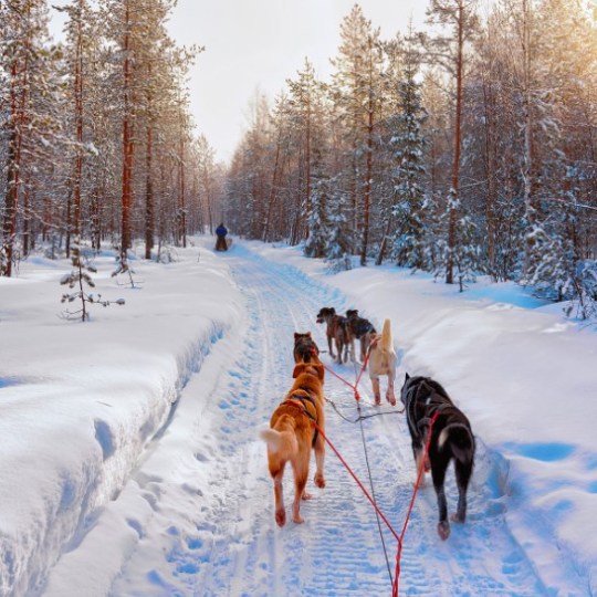 a group of people cross country skiing in the snow