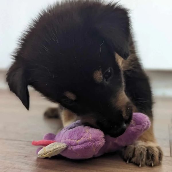 a small dog playing with a toy