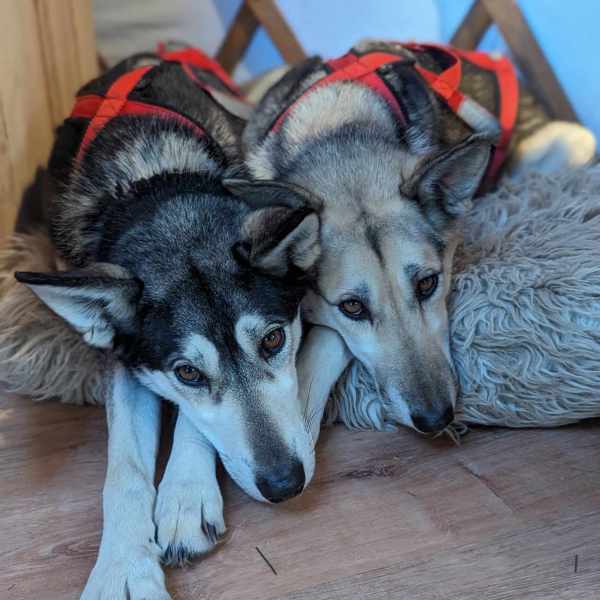 a dog lying on the ground