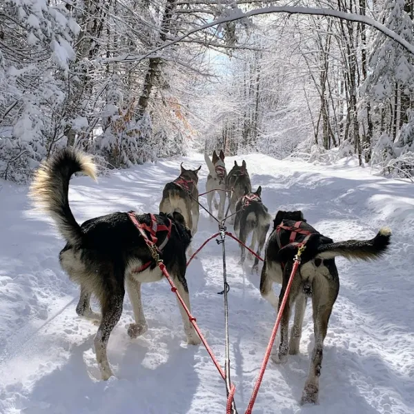 a dog walking in the snow