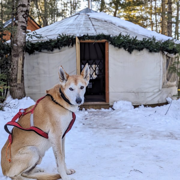 a dog that is standing in the snow