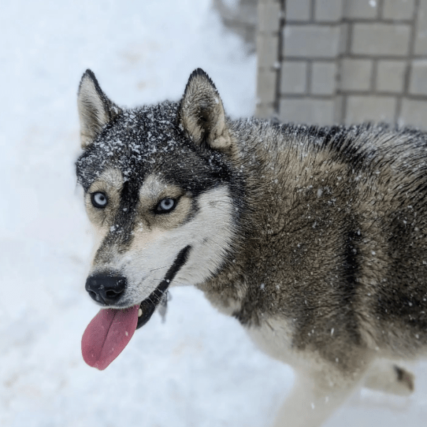 a dog looking at the camera
