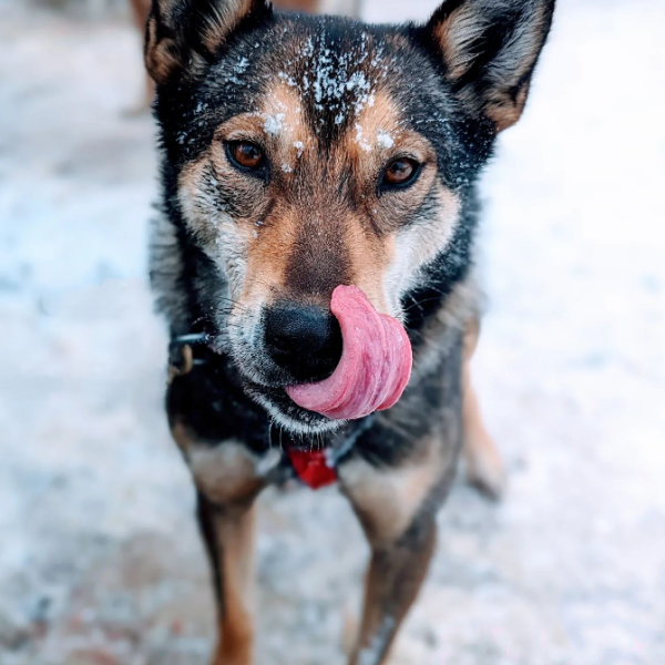 a dog looking at the camera
