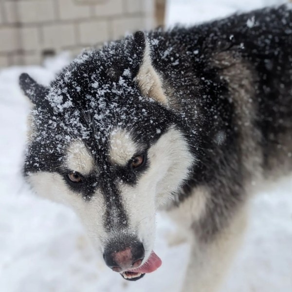 a close up of a wolf