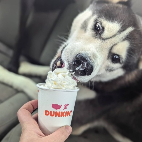 a dog sitting next to a cup of coffee