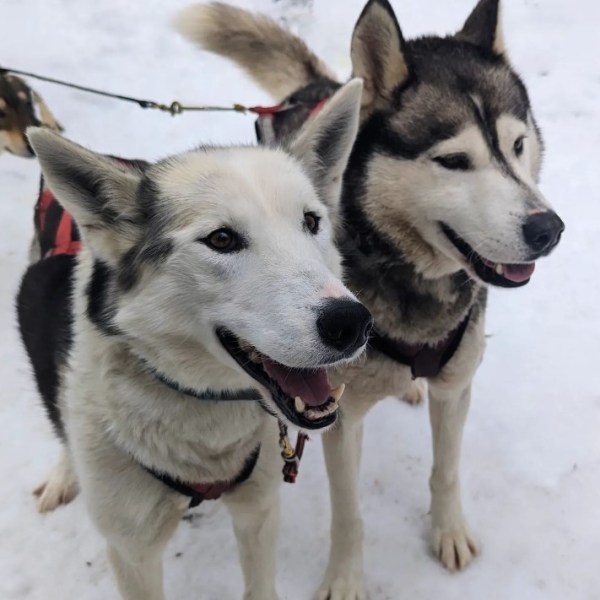 a dog sitting in the snow