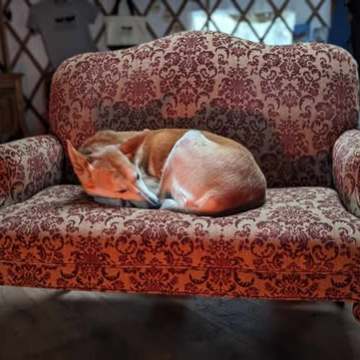 A dog sleeping curled up on a red patterned couch in a cozy room.