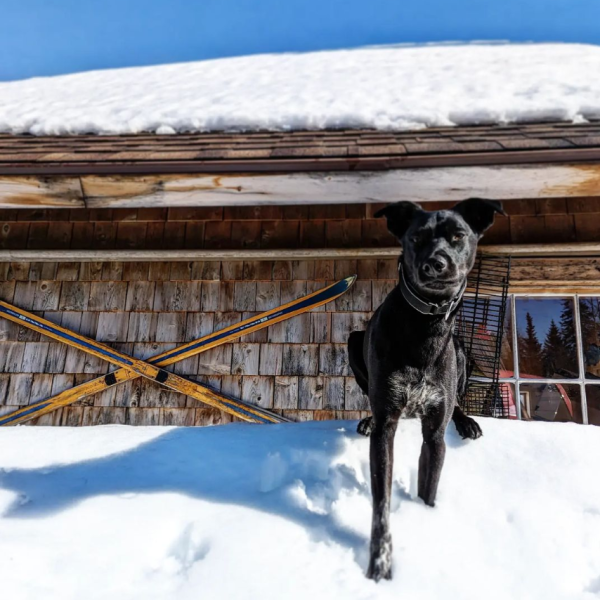 Black dog standing on snow by cabin with skis crossed on the wall.
