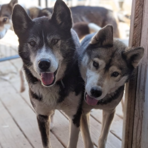 Two friendly huskies standing together, looking at the camera with tongues out.