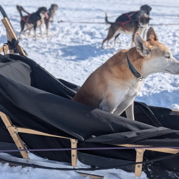 Dog sitting in sled with snow and sled dogs in background.
