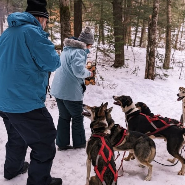 Two people in winter clothing with sled dogs in a snowy forest.